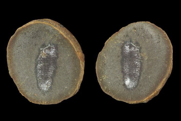 Astreptoscolex Fossil Worm (Pos/Neg) - Mazon Creek #101493